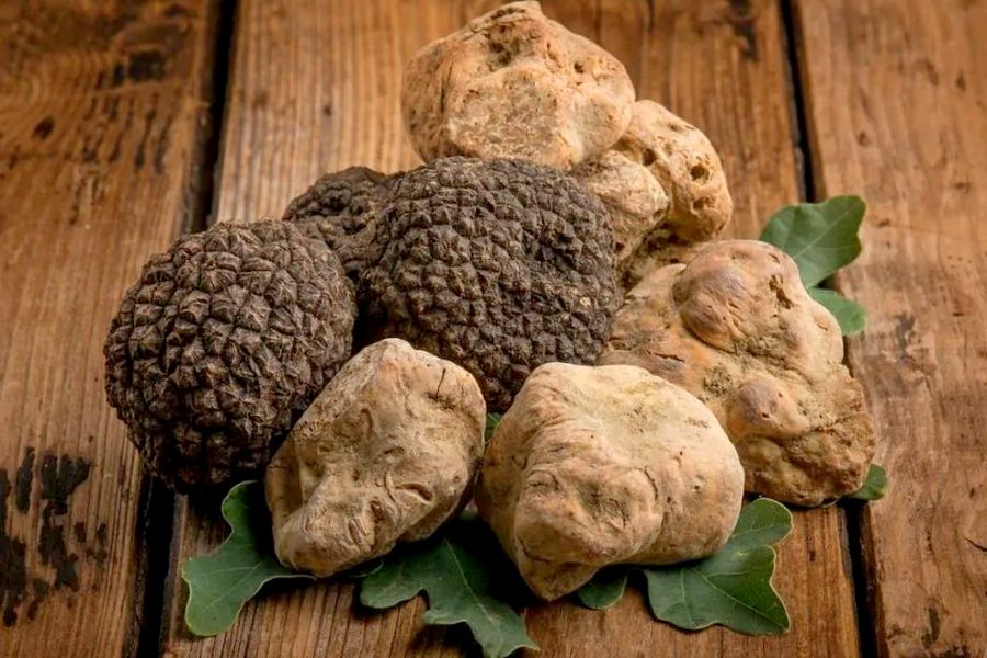 Different Types of Truffles Explained
