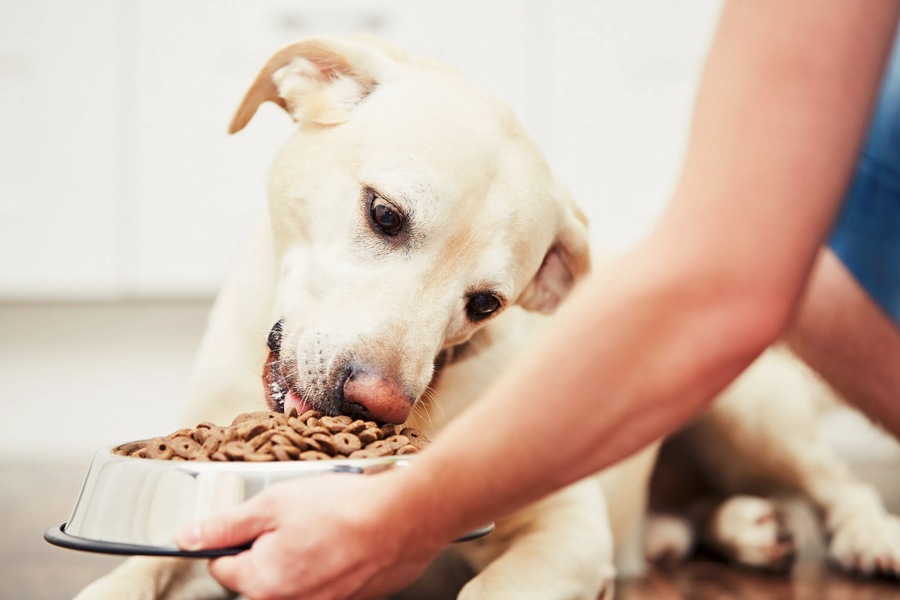 The Importance of Proper Nutrition for Dogs