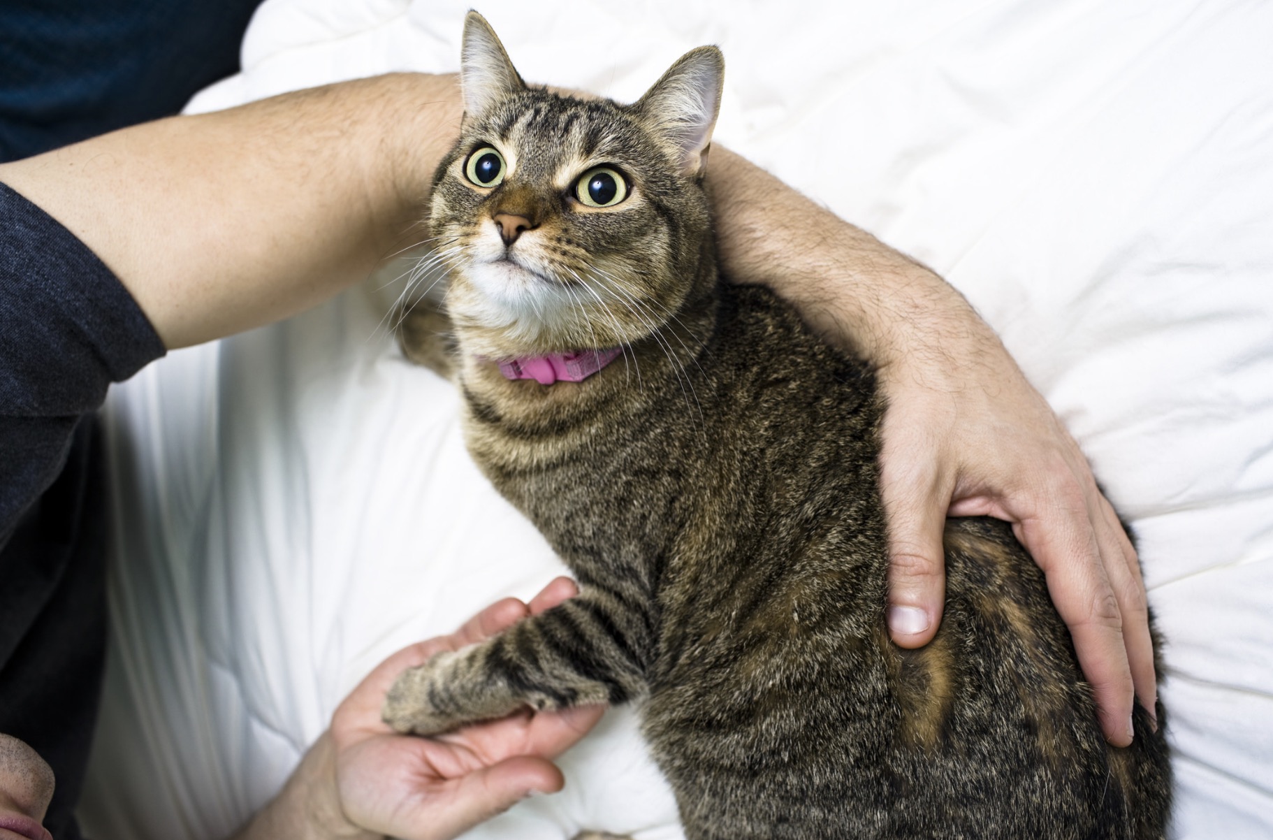 Understanding Feline Body Language and Vocalizations